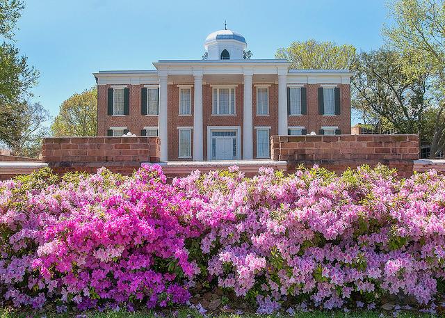 Beautiful bush full of flowers with the prestigious Austin Hall in the distance.